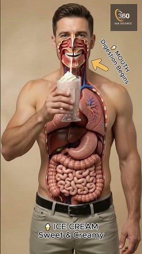 Cigarette vs Ice Cream: What Happens Inside Your Body? 🚬🍦 | 3D Anatomy