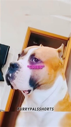 The exact moment this dog realized he was being mocked 😭