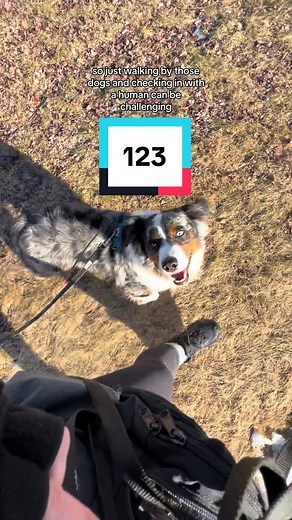 Teach your excitable dog to count to three! ~ 1,2,3 pattern from Control Unleashed #dogbehavior #dogtraining #dogtrainertips #dogcommunication #leashreactivity