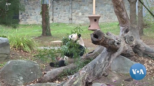 Is Giant Panda Program in US a Victim of US-China Tensions?