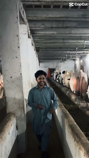 #effi vlogs #bull #trending videos 🦬