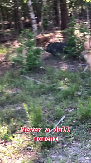 Always Chasing: Pitbull and Bulldog as Expert Hog Dogs