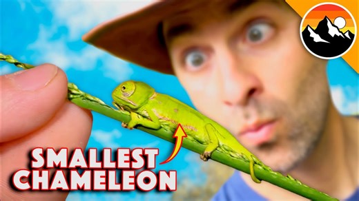 Measuring the World’s Smallest Chameleon