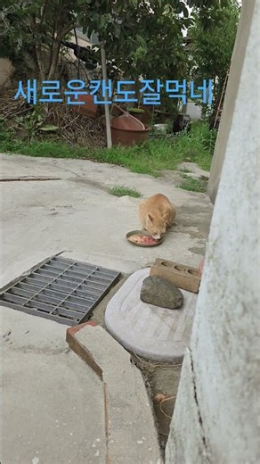 눈꼽하나없이너무이쁜냥