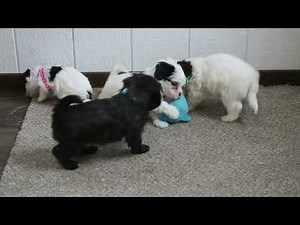 Havapoo Puppies For Sale