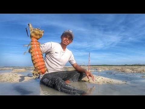 Fishing Giant Mantis Shrimp on a Remote Island Caught in Jumbo Size