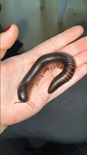 Small to giant Animal transformation!