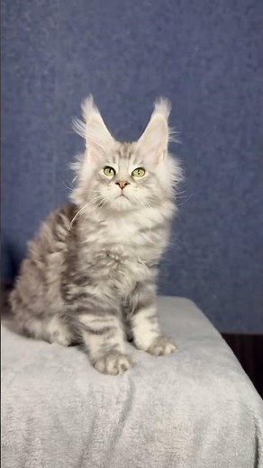 Lucky Black Silver Marble Maine Coon Male Kitten Available Now | Purebred Kitties