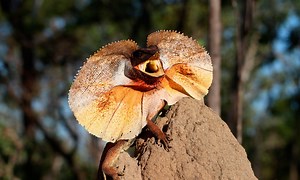 Clamidosaurio de King | Anipedia