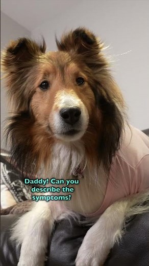 He's too far GONE! 😬🐶 e687