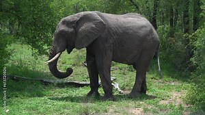 Kruger National Park big five elephant eating marula tree Sclerocarya birrea nuts with long trunk South Africa wild life lush wet season spring summer daytime sunlight cinematic still tripod