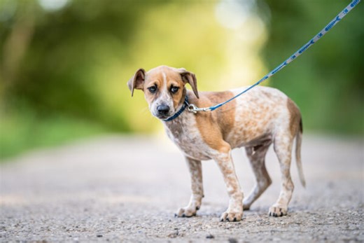 What to do when your dog gets attacked by another dog out on a walk