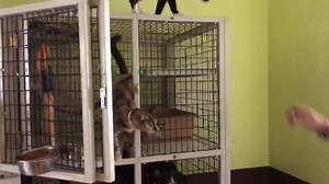 MSPCA-Angell will welcome 34 cats from the Virgin Islands to New Hampshire around 6 p.m. this evening. http://bos.gl/9EsOfb5 | Boston.com