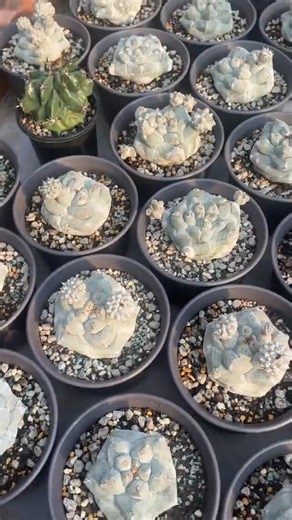 Have you ever seen such a white Astrophytum? #cactus #plants #astrophytum | Cactus Farm