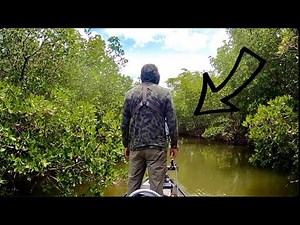 GROUPER Fishing Mangrove Creeks! (Everglades Fishing)