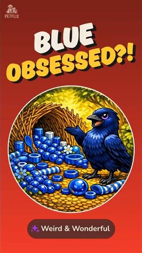 Why This Bowerbird Only Decorates With Blue