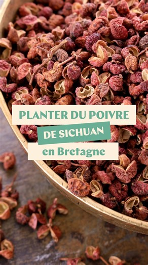 Qui a envie de faire pousser son poivre dans son jardin à deux pas de Vannes ? 😏 Le poivre de Sichuan est vendu de 60 à 100 € le kilo Mais la bonne nouvelle c’est qu’il pousse très bien ici, dans le Morbihan ! C’est un petit arbuste rustique, facile à cultiver, qui vous offre des baies parfumées, aux notes d’agrumes (citron, pamplemousse)… C’est un Zanthoxylum (faux poivrier) comme les baies des Bataks ou la baie Timur… et vous pouvez le cultiver en Bretagne ! 16,90 € l’arbuste, à Séné (56) On 