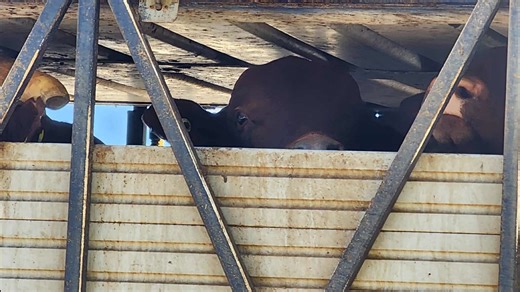 These photos were taken at Fremantle Port today. Wide-eyed cows. Terrified. Calling out to each other as they’re transported and then forced up the ramp and onto the old and rusty live export vessel, the Gudali. Their cries are absolutely heartbreaking. This ship holds nearly 4,000 animals. It is bound for Vietnam, where animal welfare protections are weak and the suffering of these poor animals will happen far out of sight of West Australians. These sentient beings did nothing wrong. Yet they a