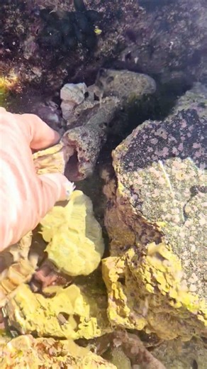 Old conch shell spiral find Playa del Carmen Mexico tropical Caribbean Sea tidal pool beach life