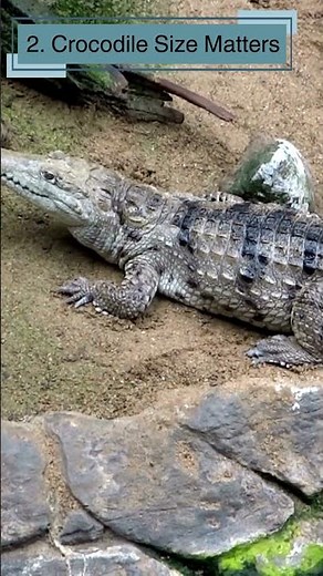Crocodile: 10 Awesome Facts for Curious Kids