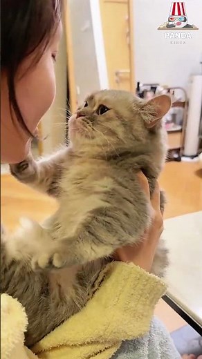 My cat bats me away with its paw whenever try to kiss it because it finds it annoying.😜😂#cat #funny