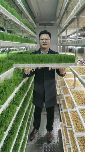 A container farm that produces 1500kg of fresh hydroponic fodder per day#hydroponics