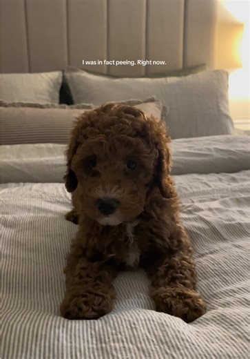 Naughty Cockapoo's Hilarious Peeing Mishap