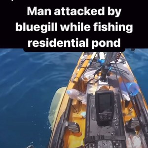 😂😂they might want to look up what a bluegill looks like . | Michigan Outdoor Obsession