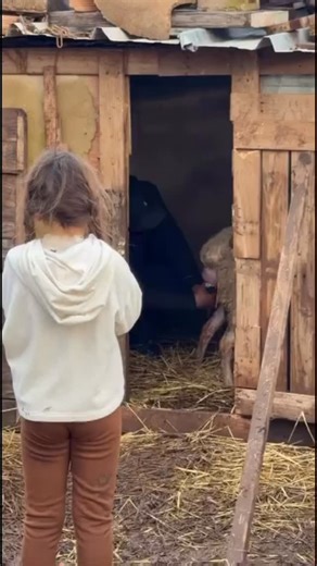 Bio et Bois ferme d'Hôtes on Instagram: "« Un moment que l’on n’oublie jamais… Sous les yeux émerveillés d’une petite fille de 5 ans, la nature offre l’un de ses plus beaux miracles : La naissance d’une nouvelle vie. À la ferme, chaque instant devient une leçon de douceur, de patience et d’émerveillement. Bienvenue au monde, petit agneau 🌿🐑 » #BioEtBois #LaVieALaFerme #NaissanceALaFerme #MomentMagique #NatureAuthentique VieRurale FermePedagogique SouvenirsDenfance MomentsVrais FarmLife Nature