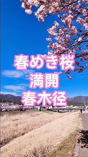 Minamiashigara Spring Cherry Blossoms in Full Bloom | Harukimichi/Shiawase-michi 2026 Blooming St...