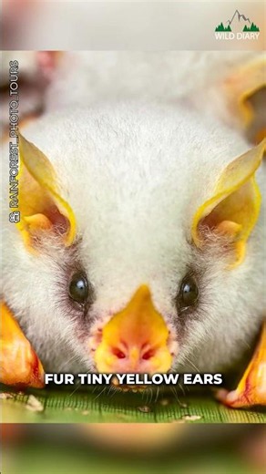 Finally We Found The Cutest Bat On Earth 🤩