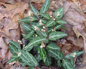 Striped Wintergreen Plant: Deer Resistant Shade Perennial - Etsy