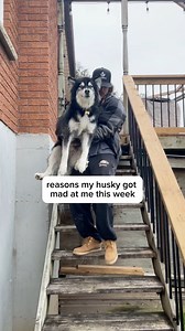 106K views · 4K reactions | I know I know I’m a monster. Another week of my husky angry at me. #husky #dogoftheday #dogvideos #funnydogs | Levi the Husky Rescue | Facebook