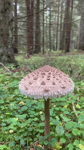 Genataaaaa (@genataaaaa)’s videos with Relaxing Piano Music - Noru (MARUNOUCHI Noi)