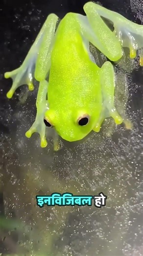What if I told you that some animals are almost completely invisible? 😨In #humanextinction