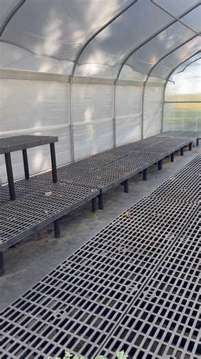 3.3K views · 71 reactions | #figs #figtrees #figorchard #propagation #greenhouse | Lazy Dog Farm | Facebook