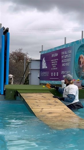 Golden retriever Teddy loves his swims 🐾💕💦🇬🇧 | Canine Dip and Dive Maldon