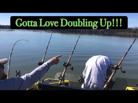 Catch And Release Catfishing: Early Spring Doubles Caught With Fresh Skipjack!