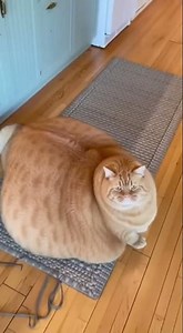 Chonky Cat Tries to Jump Into Cabinet | Funniest Kitchen Fail Ever