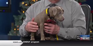 Furry Friend Friday: Lab mix