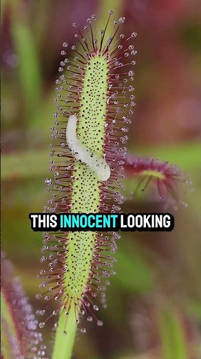 Drosera: The Beautiful but Deadly Plant