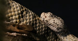 Watch what happens when this viper strikes faster than its prey can react