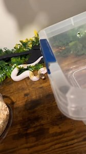 Probably going to an end to these type of videos soon. If you need rats and are in Idaho hmu @black_lake_rodents #ballpython #ballpythons #python #pythons #snake #reptile #reptiles #reptilesofinstagram #reptilelover #reptilekeeper #pet #pets #daily #instagram #tiktok #reels #cute #fun #happy #ballpythonsoftiktok #boise #idaho #ballpythonmorphs #royal Python #ballpythonsofinstagram #snakes #snek | Black Lake Reptiles