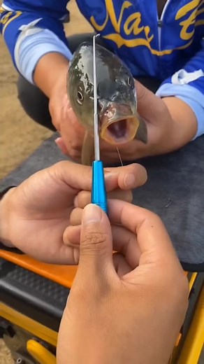 Fishing hook removing tool fishing gear and tools #fishing #fishinggear #fishingaccessories #fishingtime #fishingvideos #fishinglife #fishingtackle #fishing #fishingtipshingtips #fishingaccessories | Thewishingrod.com