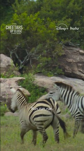 Cheetah cubs hunt zebras for the first time #CheetahsUpClose