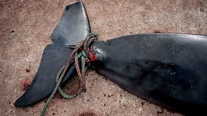 Japan to resume commercial whaling in 2019