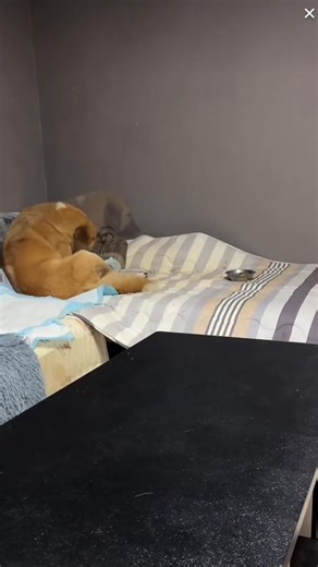 The fat dog's behavior is a manifestation of both her love and her pain. Give it more companionship and comfort, let it know that its owner is there to protect it. #animallover #spookyseason | King Charles dog