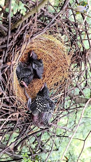 28K views · 312 reactions | Baby crow is trying to escape from the nest | Review All Birds | Facebook