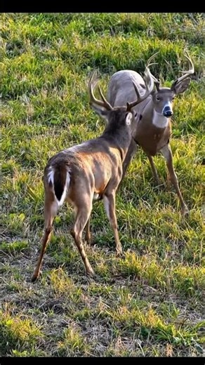 Real Deer Knocks Down the Fake Deer and Walks Away#wildlife #viralvideo