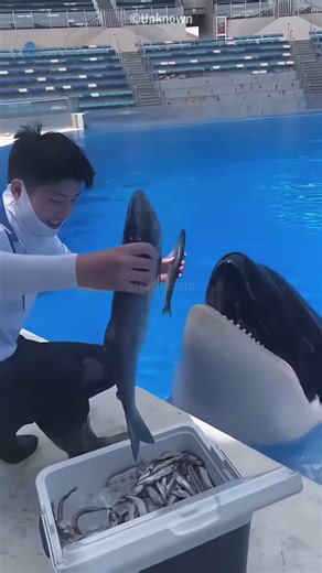 Naughty dolphin wants all bucket #dolphin